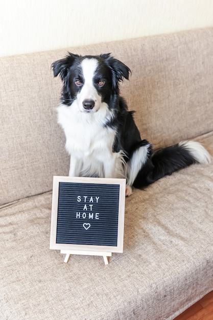 Foto retrato engraçado de um cachorrinho fofo no sofá com a inscrição no quadro da palavra ficar em casa