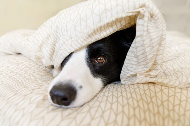 Retrato engraçado de um cachorrinho sorridente e fofo border collie deitado em um cobertor na cama