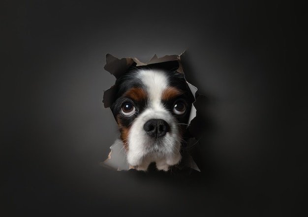 Foto retrato engraçado de um cachorro cavalier king charles spaniel através de papel rasgado em um fundo cinza escuro no estúdio