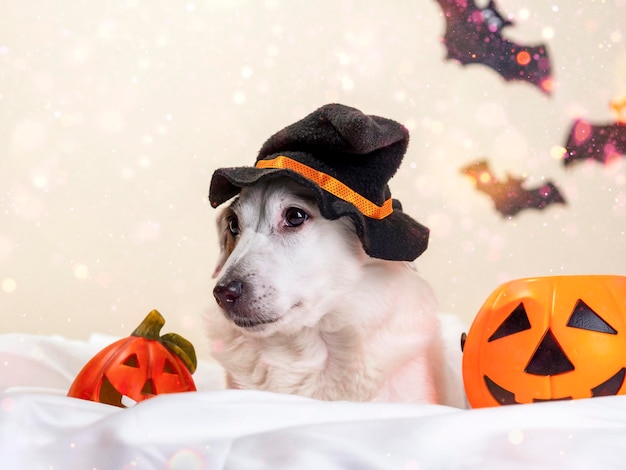 Retrato engraçado de um cachorro com um chapéu engraçado com abóboras no feriado de Halloween