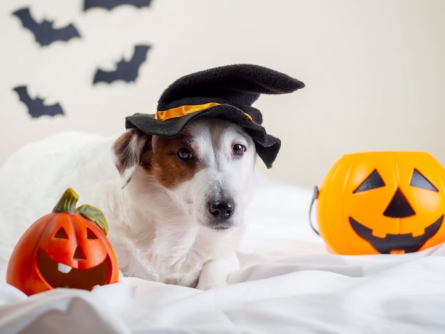 Retrato engraçado de um cachorro em um chapéu engraçado feriado de Halloween