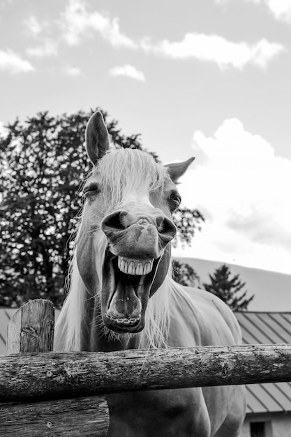 Retrato engraçado de um cavalo sorridente contra o fundo do céu de verão em um rancho de fazenda Terapia de animais de estimação e conceito de terapia de cavalos Versão preto e branco