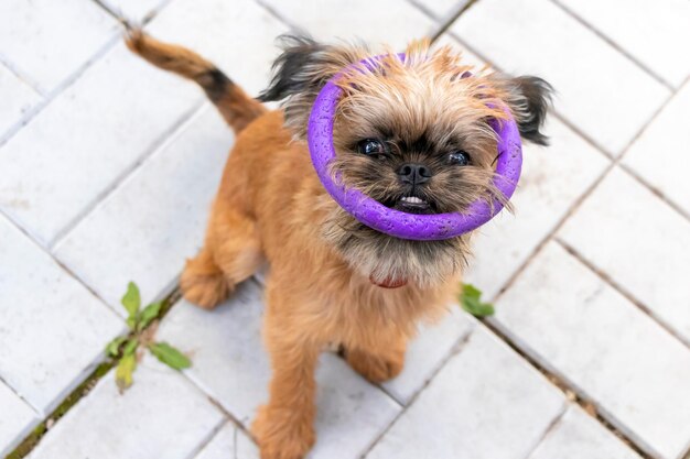 Retrato engraçado de um filhote de Bruxelas Griffon com um brinquedo de anel na cabeça