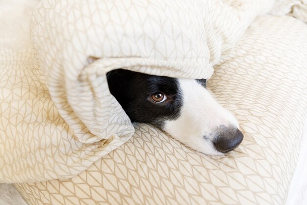 Retrato engraçado de um filhote de cachorro lindo e sorridente, border collie deitado em um cobertor na cama