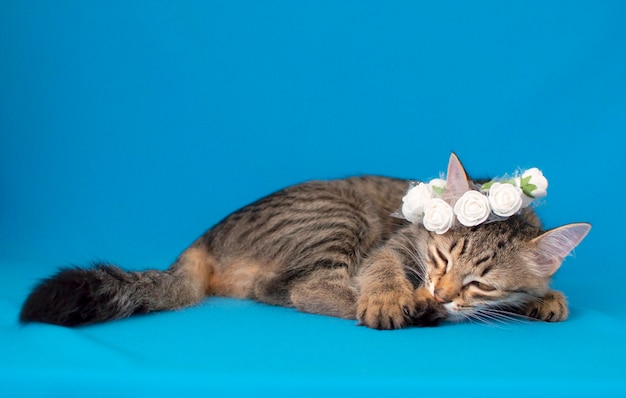 Retrato engraçado de um gato cinza com coroa de flores em um fundo azul Gatinho fofo e fofo Lugar para copiar o conceito de animais de estimação