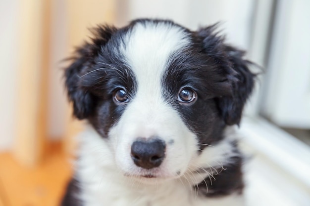 Retrato engraçado de um lindo cachorrinho border collie de sorriso no interior. Novo adorável membro da família cachorrinho em casa olhando e esperando. Cuidados com animais de estimação e conceito de animais