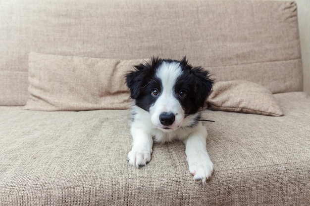 Retrato engraçado de um lindo cachorrinho sorridente border collie em casa