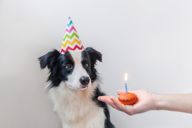 Retrato engraçado do cão de filhote de cachorro de beira de sorriso bonito que veste o chapéu parvo do aniversário que olha o bolo do feriado do queque com uma vela isolada na parede branca. Feliz aniversário festa conceito.