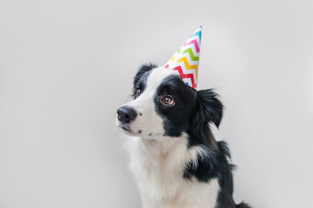 Retrato engraçado do cão de filhote de cachorro smilling bonito smilling que veste o chapéu parvo do aniversário que olha a câmera isolada no fundo branco. feliz aniversário festa conceito. vida de animais de estimação engraçado.