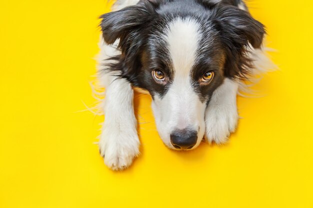 Retrato engraçado do estúdio de border collie de sorriso bonito do filhote de cachorro isolado