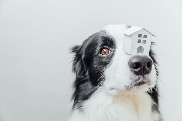 Retrato engraçado do filhote de cachorro fofo border collie segurando uma casa modelo de brinquedo em miniatura no nariz, isolada no fundo branco