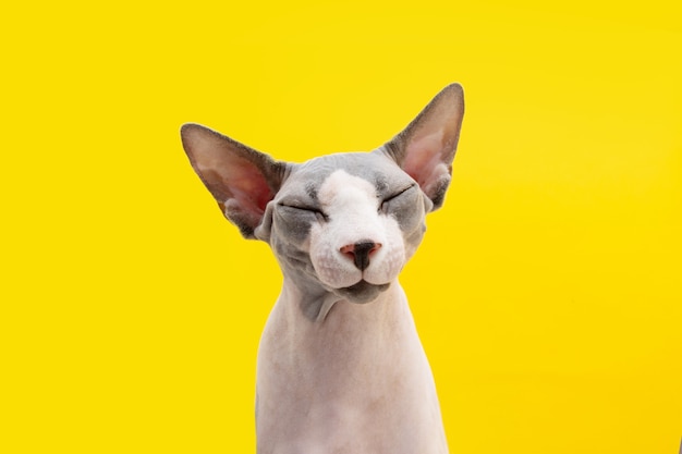 Retrato engraçado feliz sphynx gato com os olhos fechados, isolado em um fundo amarelo