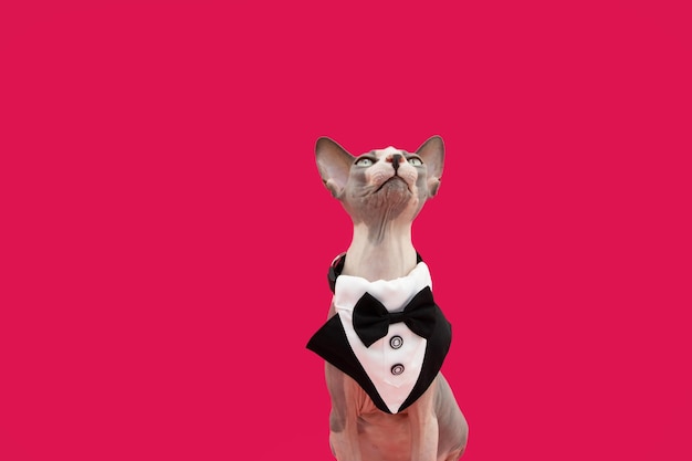 Foto retrato engraçado gato sphynx olhando para cima implorando comida e comemorando aniversário ou dia dos namorados vestindo um smoking isolado em fundo vermelho ou magenta