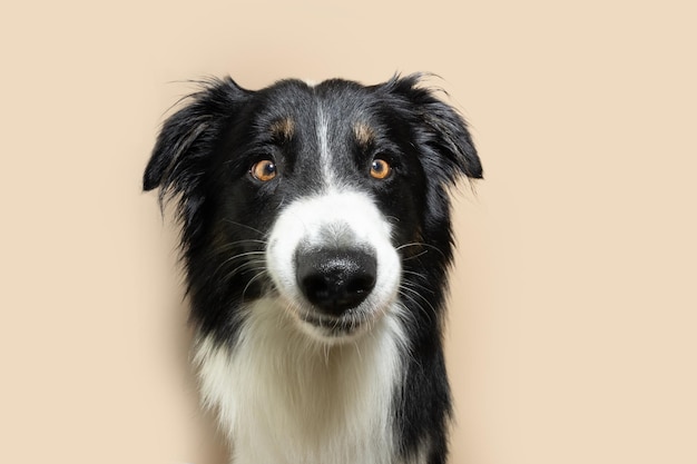 Foto retrato enojado border collie cachorro perro haciendo una cara graciosa aislado sobre fondo beige concepto de temporada de otoño