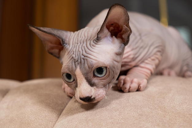 Retrato de una esfinge canadiense de 23 meses de edad acostada en un sofá cuidando gatos sin pelo