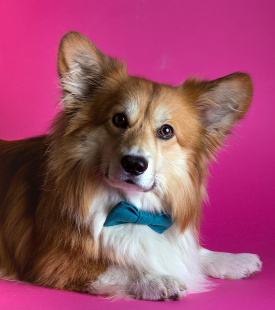 Retrato esponjoso de Corgi