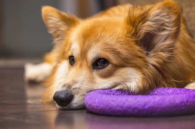 Retrato esponjoso de Corgi