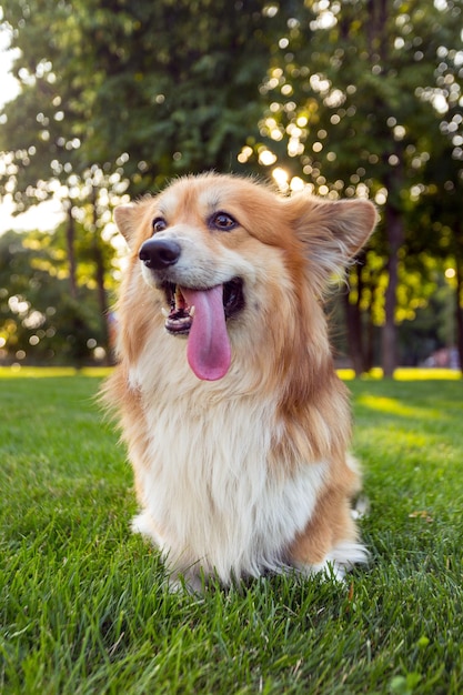 Retrato esponjoso de Corgi