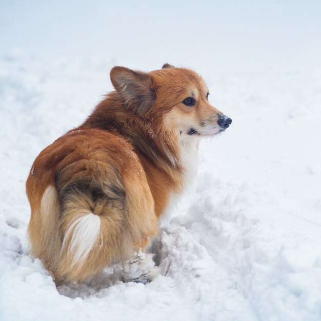 Retrato esponjoso de Corgi