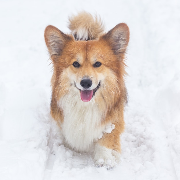 Retrato esponjoso de Corgi