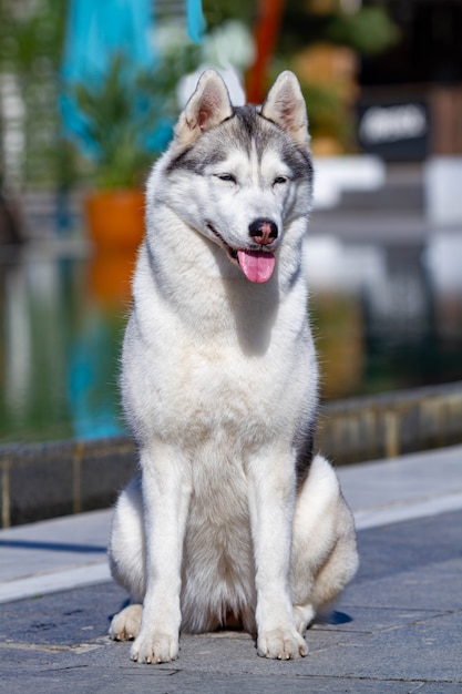 Retrato de un esponjoso husky siberiano