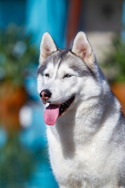 Retrato de un esponjoso husky siberiano