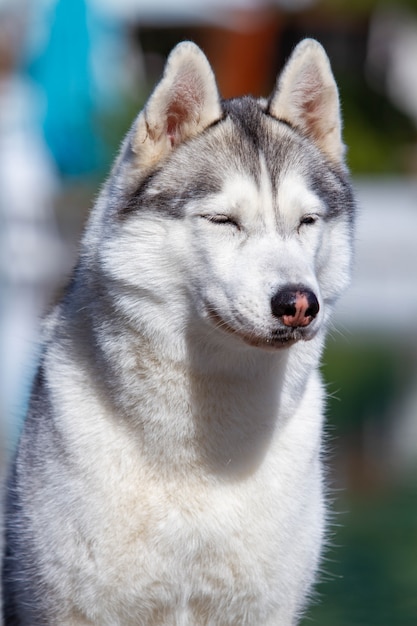 Foto retrato de un esponjoso husky siberiano