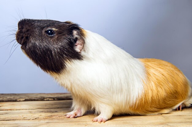 Foto retrato de estudio de un conejillo de indias sobre fondo azul.