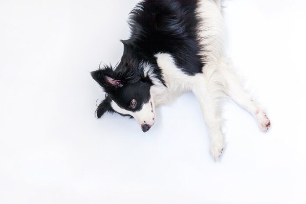 Retrato de estudio divertido de border collie de cachorro de perro aislado