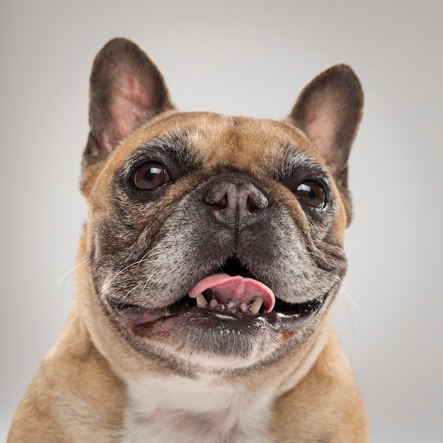 Retrato de estudio de un expresivo perro Bulldog Francés contra un fondo neutro