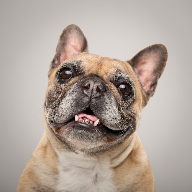 Retrato de estudio de un expresivo perro Bulldog Francés contra un fondo neutro