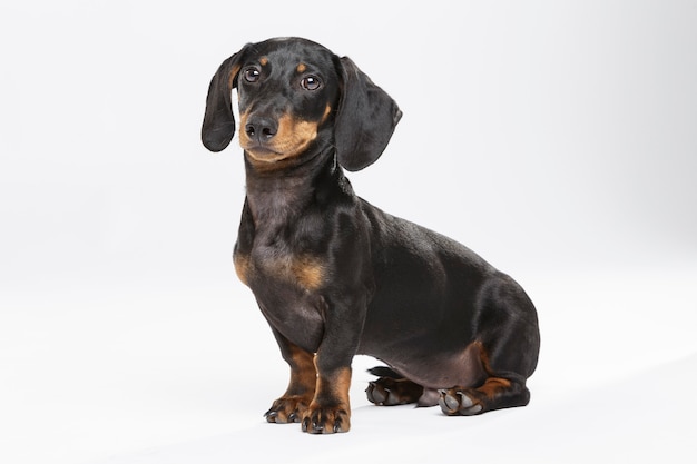 Retrato de estudio de un expresivo perro Teckel contra el fondo blanco.