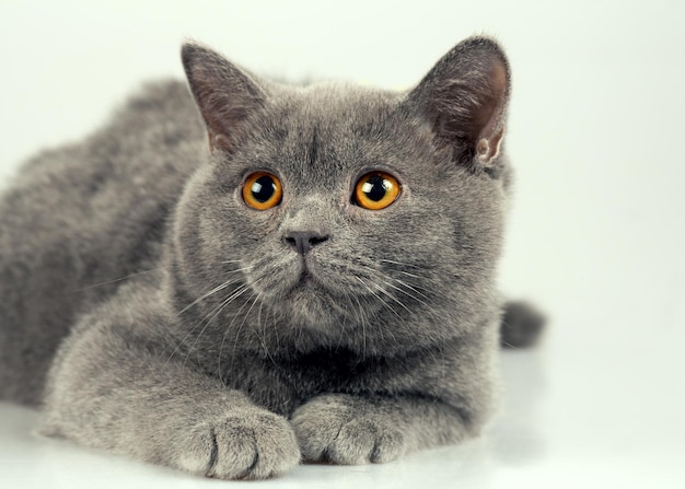 Retrato de estudio de gato británico de pelo corto azul