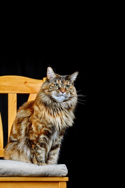 Retrato de estudio Gato Maine Coon Gato con bigote largo y borlas en las orejas se sienta en una silla sobre fondo negro