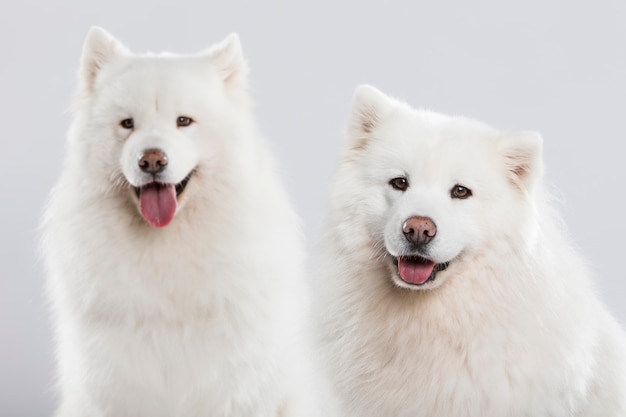 Retrato de estudio de una hermosa pareja de perros Samoyedo contra un fondo neutro
