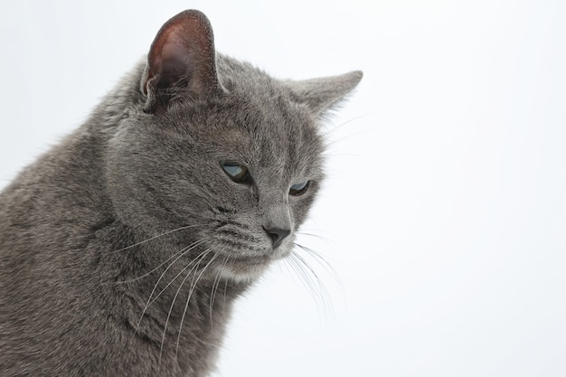 Retrato de estudio de un hermoso gato gris aislado