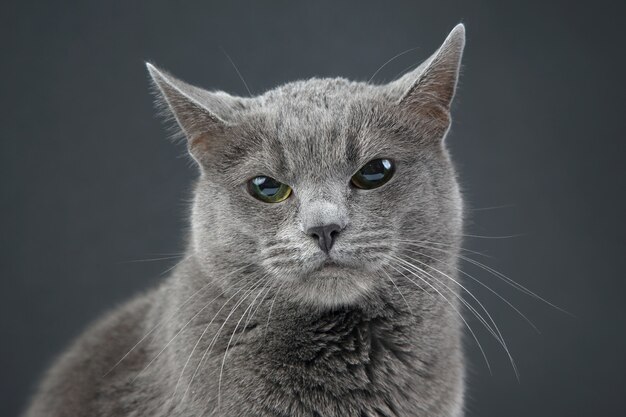 Retrato de estudio de un hermoso gato gris en la oscuridad