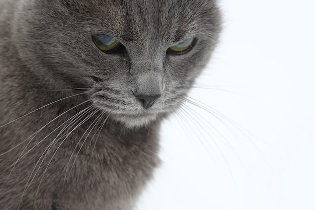 Retrato de estudio de un hermoso gato gris sobre fondo blanco.