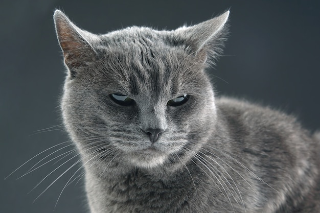 Retrato de estudio de un hermoso gato gris sobre fondo gris