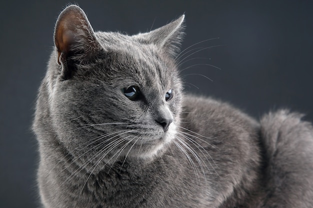 Retrato de estudio de un hermoso gato gris sobre fondo gris