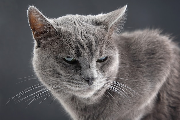 Retrato de estudio de un hermoso gato gris sobre fondo oscuro. mascota mamífero animal depredador