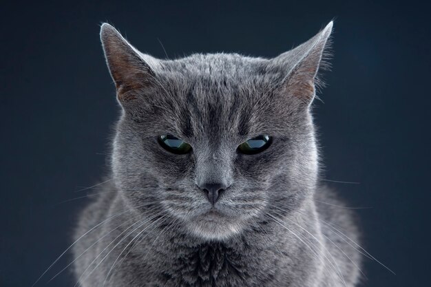 Retrato de estudio de un hermoso gato gris