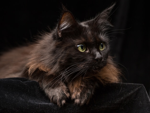 Retrato de estudio de un hermoso gato Maine Coon