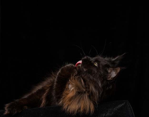 Retrato de estudio de un hermoso gato Maine Coon