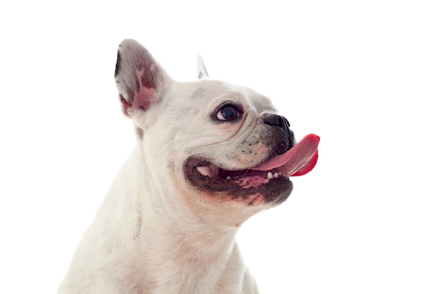 Retrato en estudio de un lindo bulldog