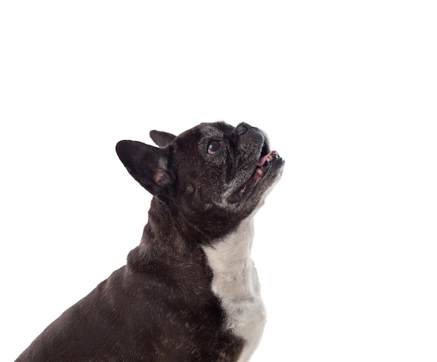 Retrato en estudio de un lindo bulldog