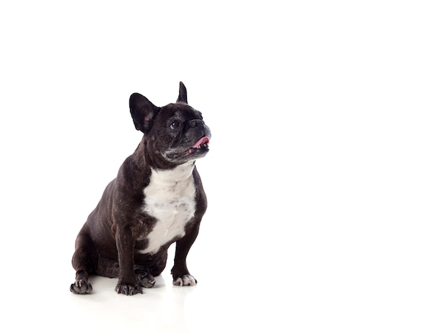 Retrato en estudio de un lindo bulldog