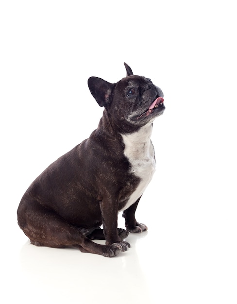 Retrato en estudio de un lindo bulldog