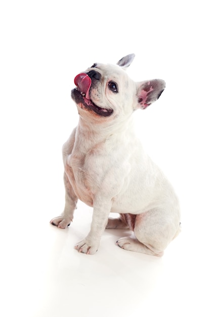 Foto retrato en estudio de un lindo bulldog