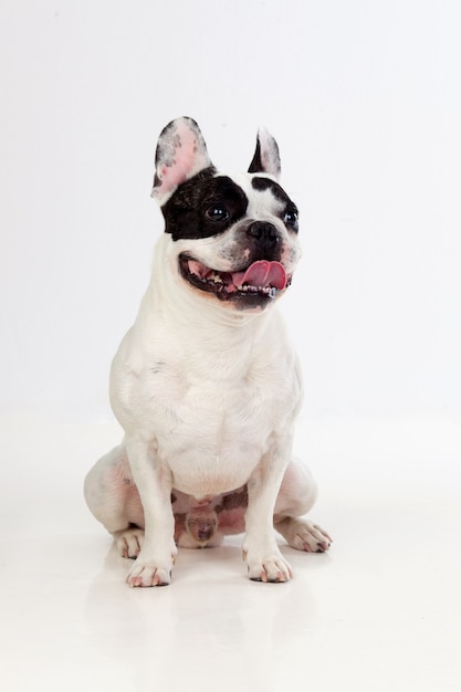 Retrato en estudio de un lindo bulldog